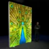 2250 x 3000mm Lightbox display featuring a peacock - right view